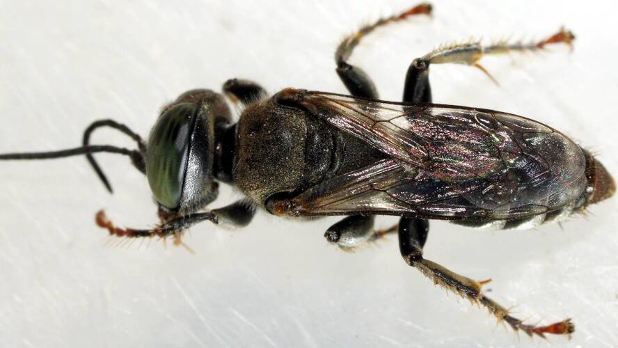 Black Sand-loving Wasp (Tachytes sp)