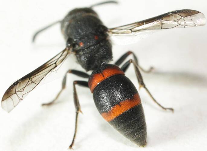 Orange-spotted Potter Wasp (Eumeninae sp ES08)