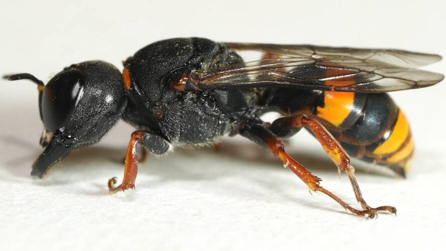Potter Wasp Mimic (Williamsita nr smithiensis)