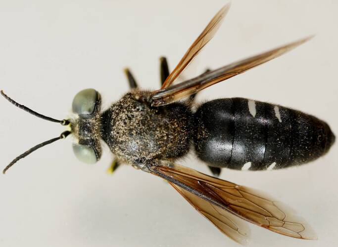 Yellow-faced Black Sand Wasp (Bembix sp ES06)