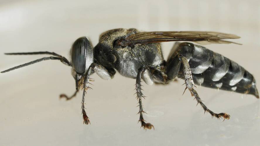 Large Black Sand-loving Wasp (Tachytes sp ES02)