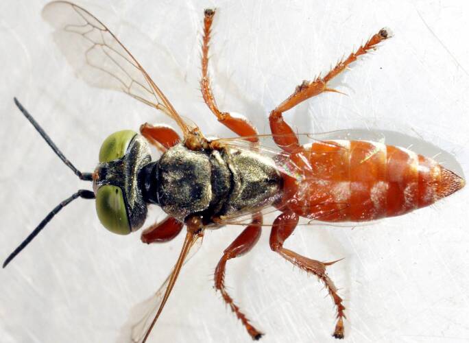 Green-eyed Orange Tachysphex Wasp (Tachysphex sp ES03)