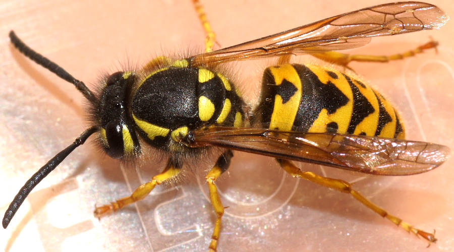 European Wasp (Vespula germanica)