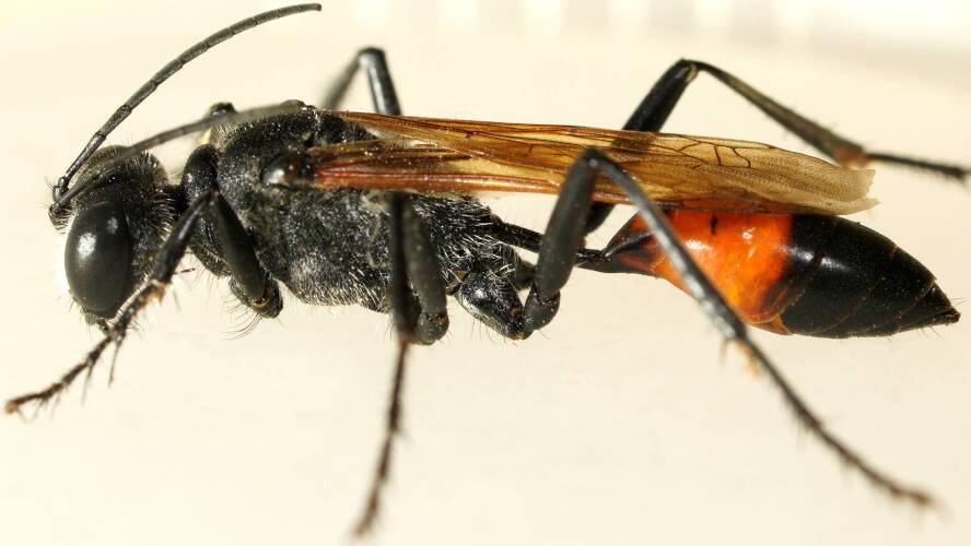 Orange-tailed Digger Wasp (Podalonia tydei ssp suspiciosa)