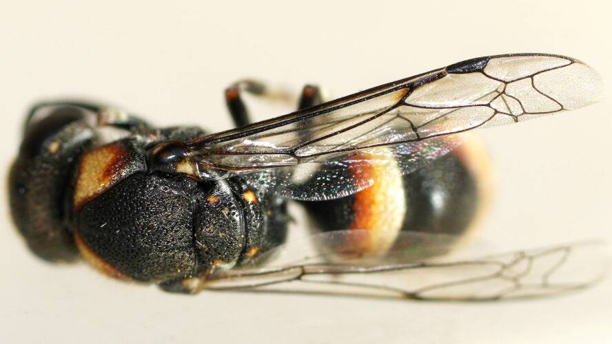 Brown Mud-nesting Wasp (Paralastor sp ES03)