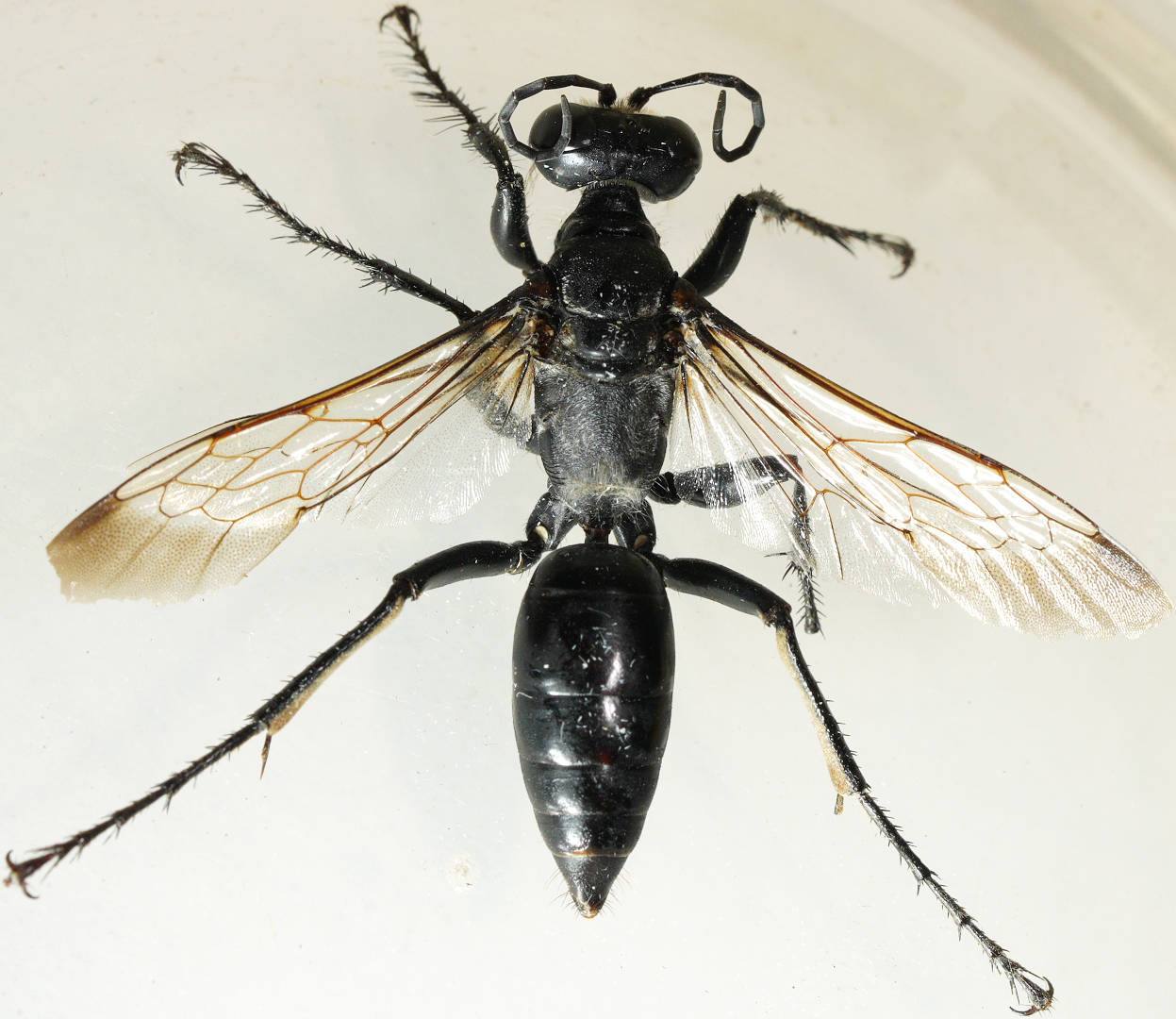Fat Digger Wasp (Sphex corporosus)