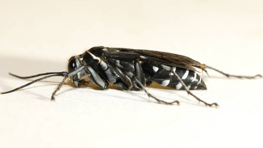 Undescribed Zebra Spider Wasp (Turneromyia sp ES02)