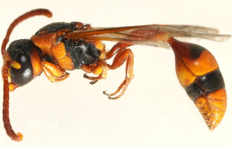 Yellow-faced Mud-collar Wasp (Ischnocoelia cf fulva)