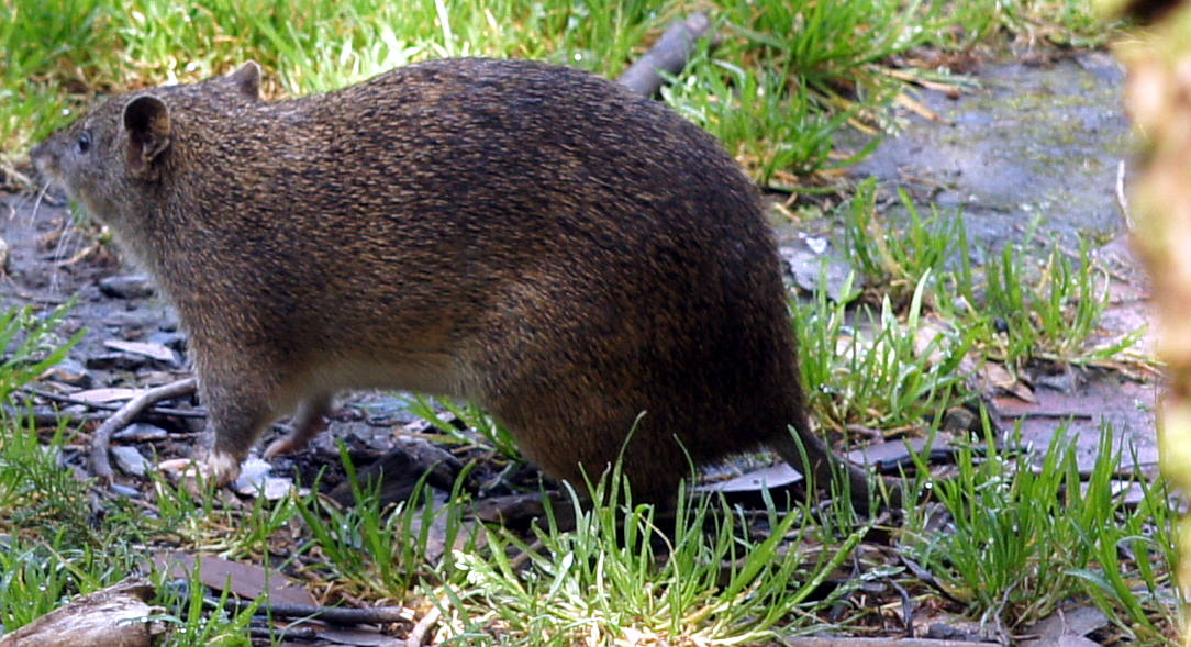 Southern Brown Bandicoot (Isoodon obesulus ssp obesulus)