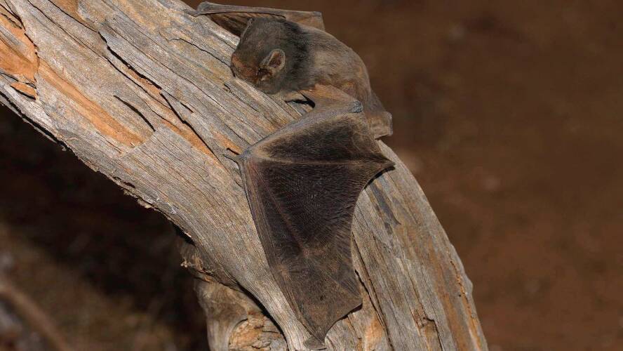 Gould's Wattled Bat (Chalinolobus gouldii)
