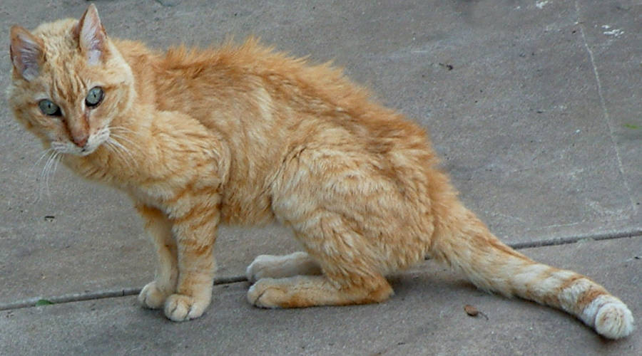 Feral Cat (Felis catus)