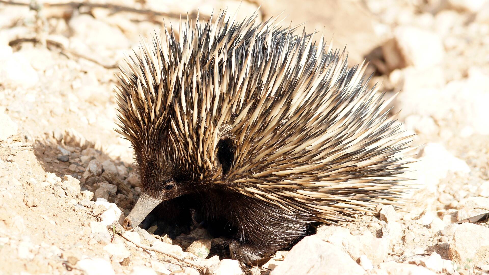 Eastern Short-beaked Echidna (Tachyglossus aculeatus ssp aculeatus)