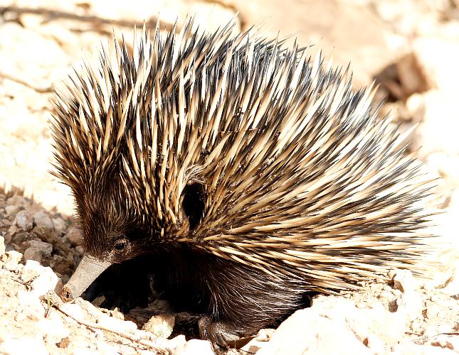 Eastern Short-beaked Echidna (Tachyglossus aculeatus ssp aculeatus)