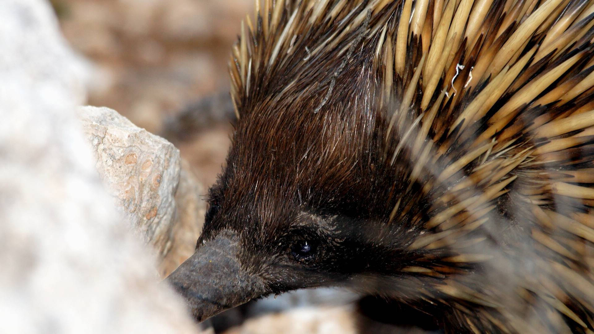 Eastern Short-beaked Echidna (Tachyglossus aculeatus ssp aculeatus)