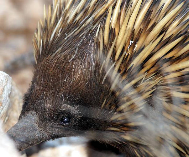 Eastern Short-beaked Echidna (Tachyglossus aculeatus ssp aculeatus)