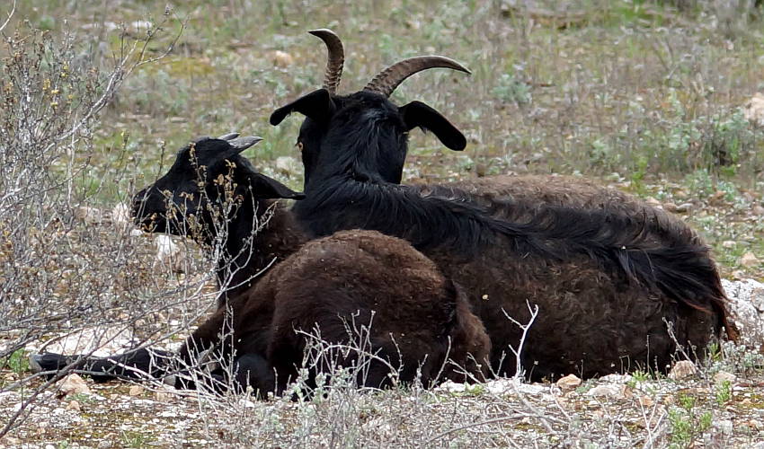 Feral Goat (Capra hircus)