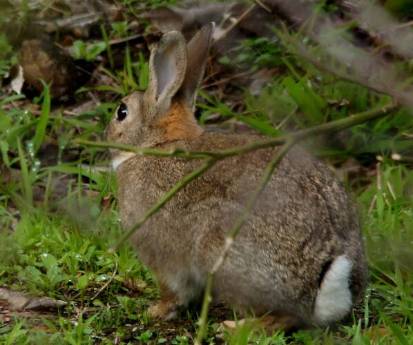 Feral European Rabbit (Oryctolagus cuniculus)
