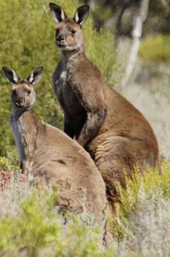 Black-faced Kangaroo (Macropus fuliginosus ssp melanops)