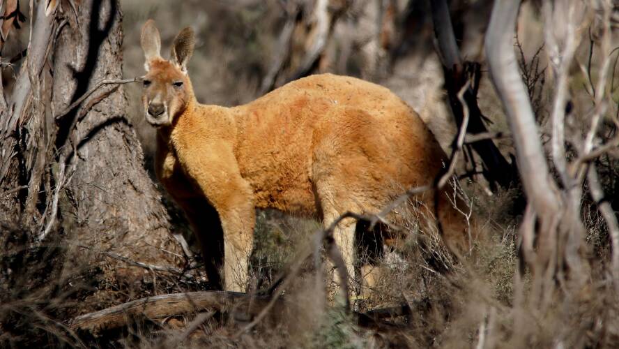 Red Kangaroo (Osphranter rufus)
