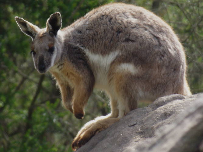 Yellow-footed Rock-wallaby (Petrogale xanthopus)