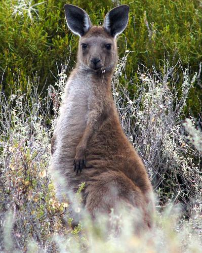 Black-faced Kangaroo (Macropus fuliginosus ssp melanops)