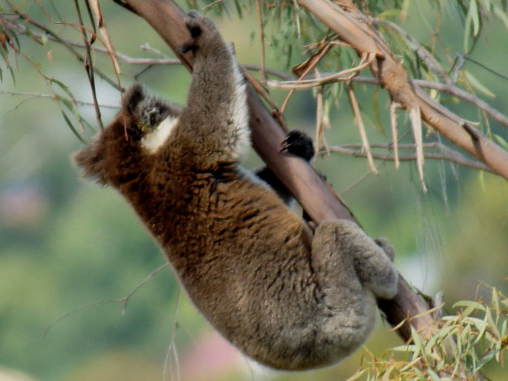 Koala (Phascolarctos cinereus ssp victor)