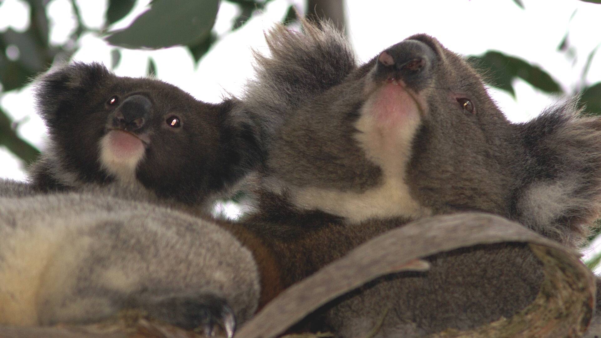 Koala (Phascolarctos cinereus ssp victor)