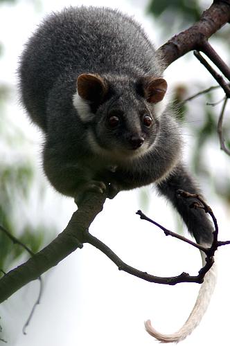 Ringtail Possum (Pseudocheirus peregrinus)
