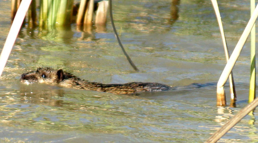 Ozzie Otter (Hydromys chrysogaster)
