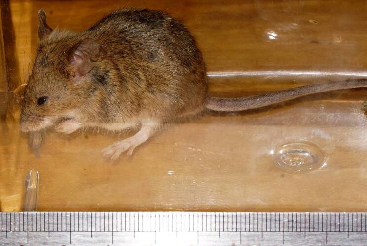 Western European House Mouse (Mus musculus ssp domesticus)