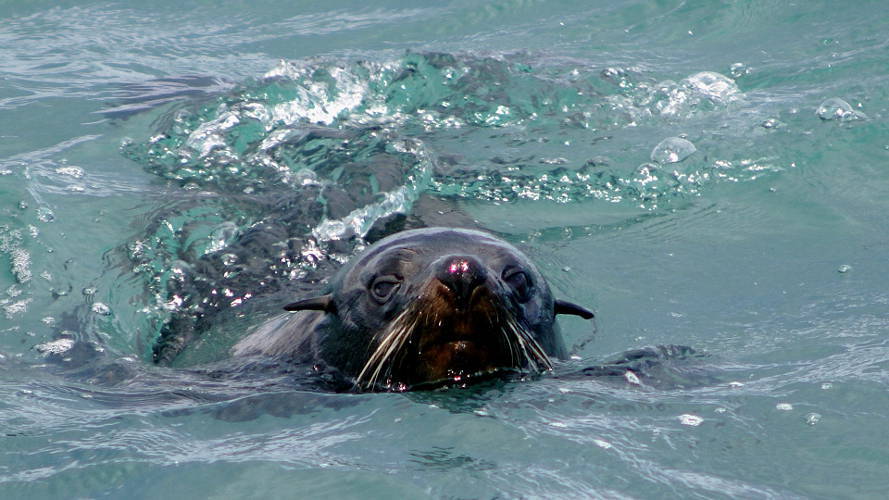 Long-nosed fur seal (Arctocephalus forsteri)