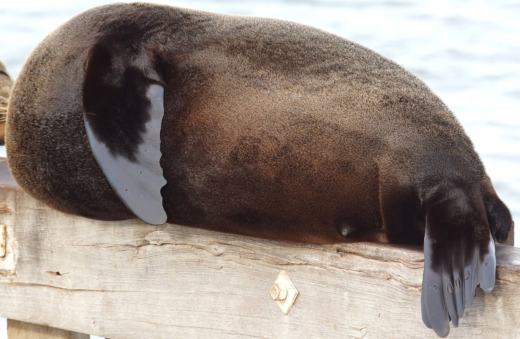 Long-nosed fur seal (Arctocephalus forsteri)