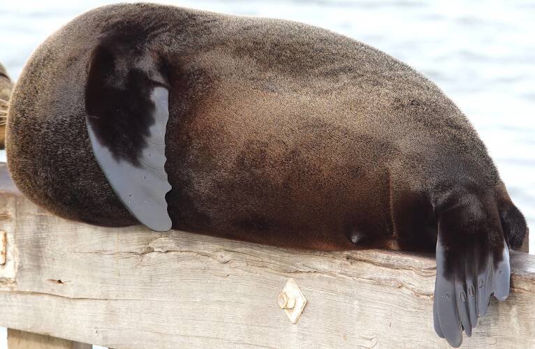 Long-nosed fur seal (Arctocephalus forsteri)