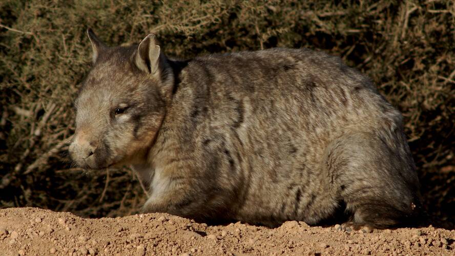 Southern Hairy-Nosed Wombat (Lasiorhinus latifrons)