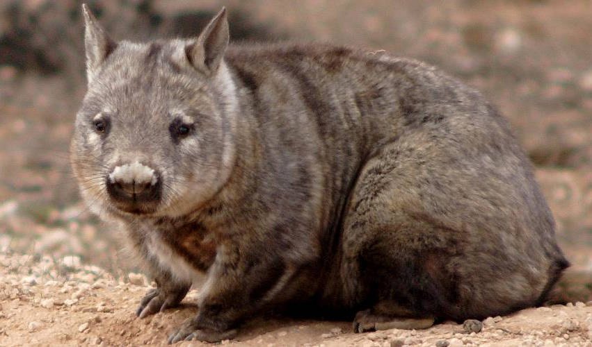 Southern Hairy-Nosed Wombat (Lasiorhinus latifrons)