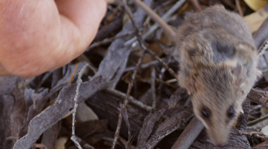 Slender-tailed Dunnart (Sminthopsis murina)