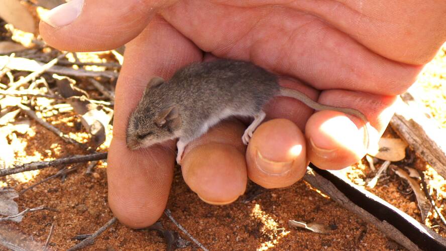 Slender-tailed Dunnart (Sminthopsis murina)