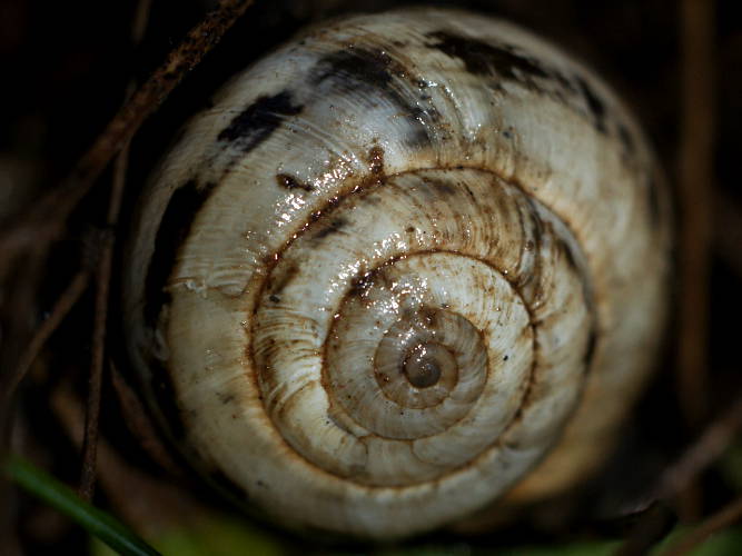 Common White Snail (Cernuella virgata)