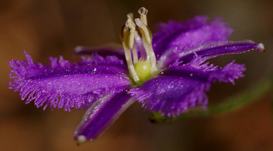 Twining Fringe-lily (Thysanotus patersonii)
