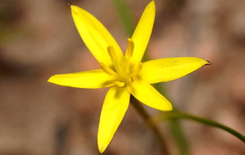 Tiny Star (Pauridia glabella var glabella)