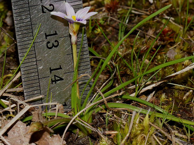 Guildford Iris (Romulea rosea var australis)