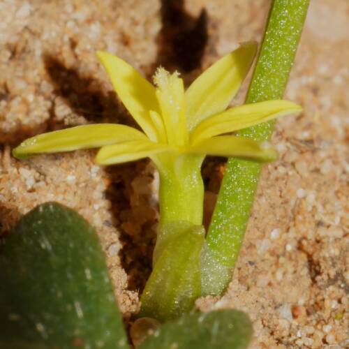 Tiny Star (Pauridia glabella var glabella)