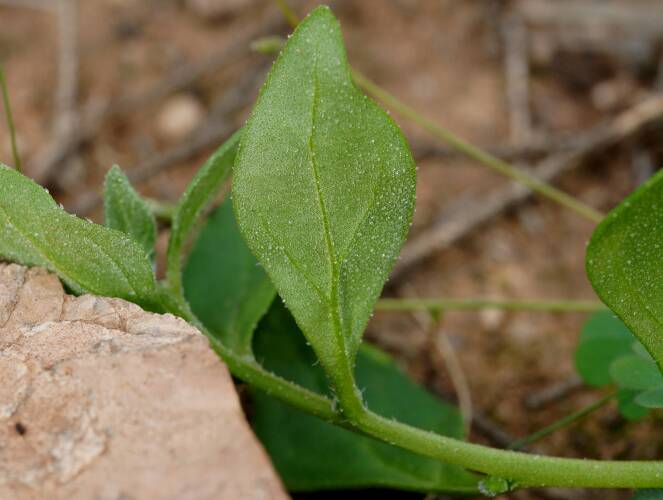 Desert Spinach (Tetragonia eremaea)