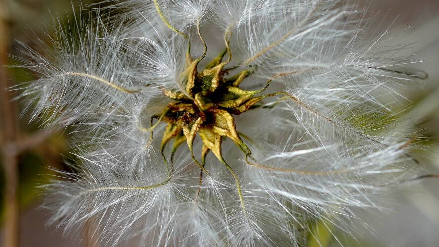 Old Man's Beard (Clematis microphylla)