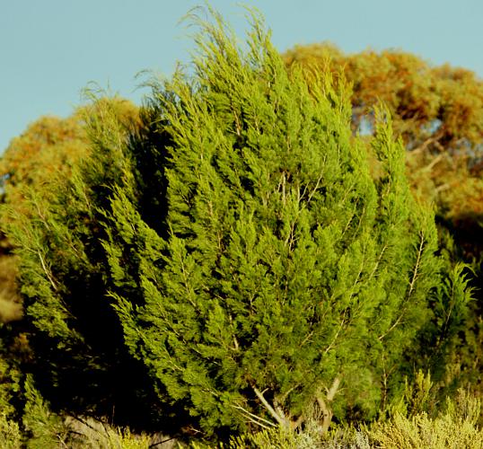 Southern Cypress Pine (Callitris gracilis)