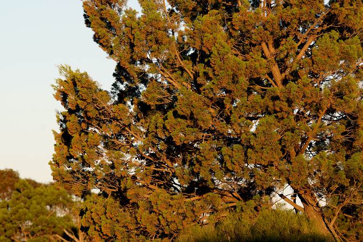 Southern Cypress Pine (Callitris gracilis)