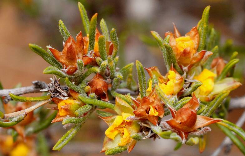 Twiggy Guinea-flower (Hibbertia virgata)