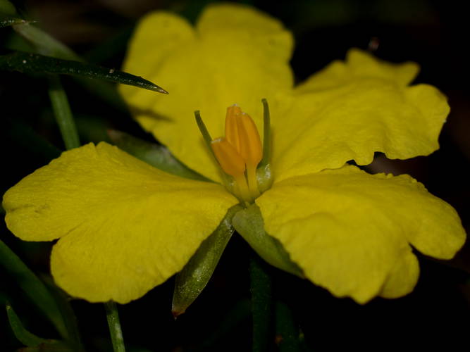 Prickly Guinea-flower (Hibbertia exutiacies)