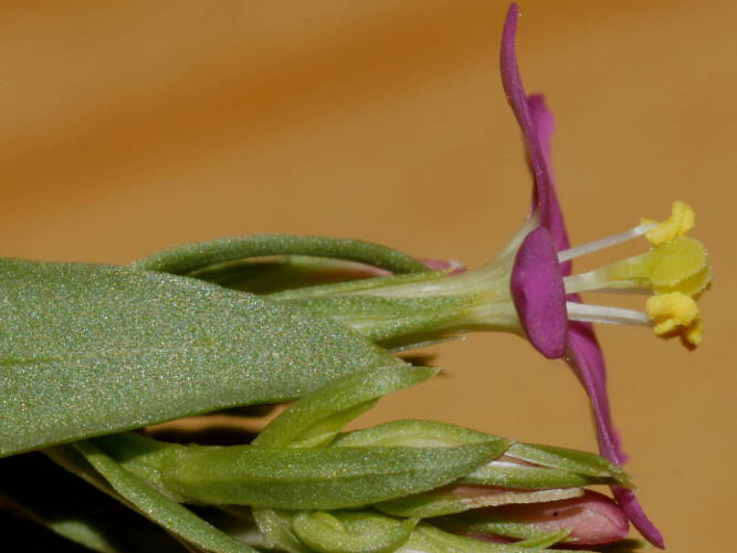 Branched Centaury (Centaurium tenuiflorum)