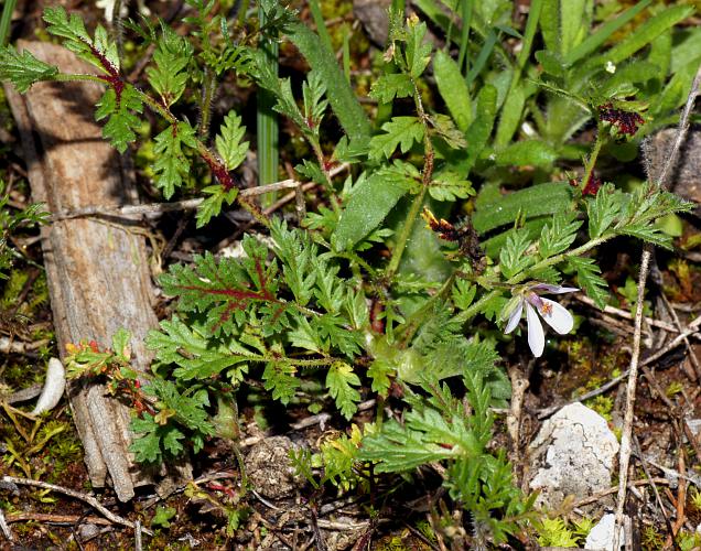 Common Crowfoot (Erodium cicutarium)